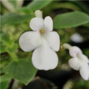 Streptocarpus 'White Butterfly'